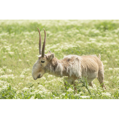 Saiga - photographie sur toile tendue