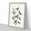 Golden Willow Tree Branch by Pierre-Joseph Redoute - Picture Frame Art Print-55608516-55608525
