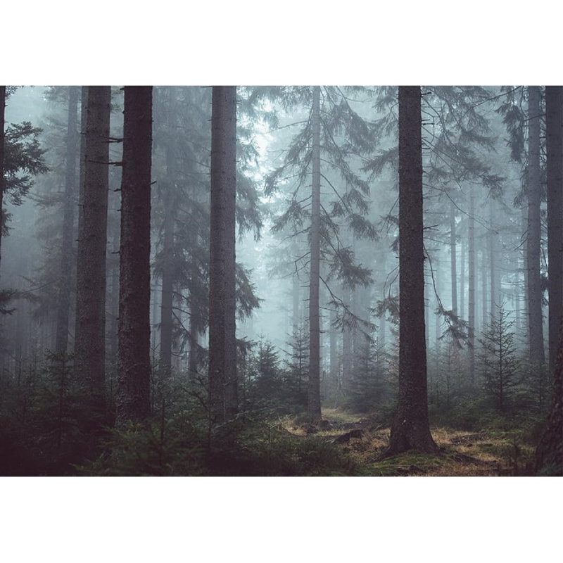 Murale forêt Foggy Pin, L 144 po x l 100 po