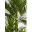 Deco Plant Palm Tree 190cm
