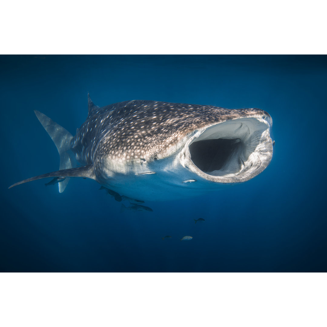 Whale Shark Swimming In Clear Blue Ocean With Mouth Open And Remora Fish Attached To It by Philip Thurston - No Frame Pr...