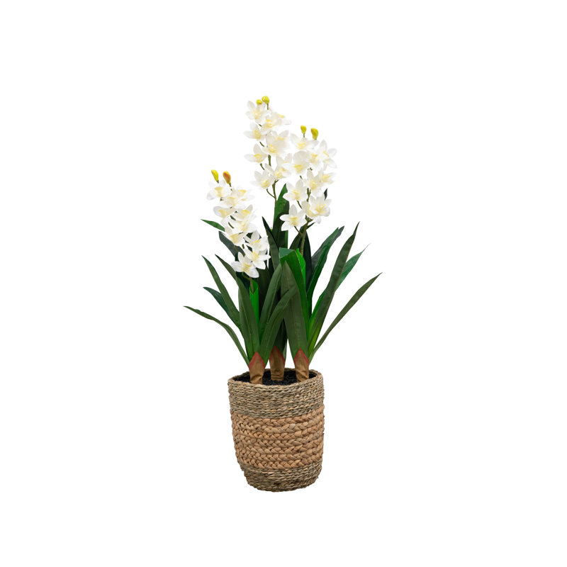Orchidée 42 "Natural Touch, Blanc