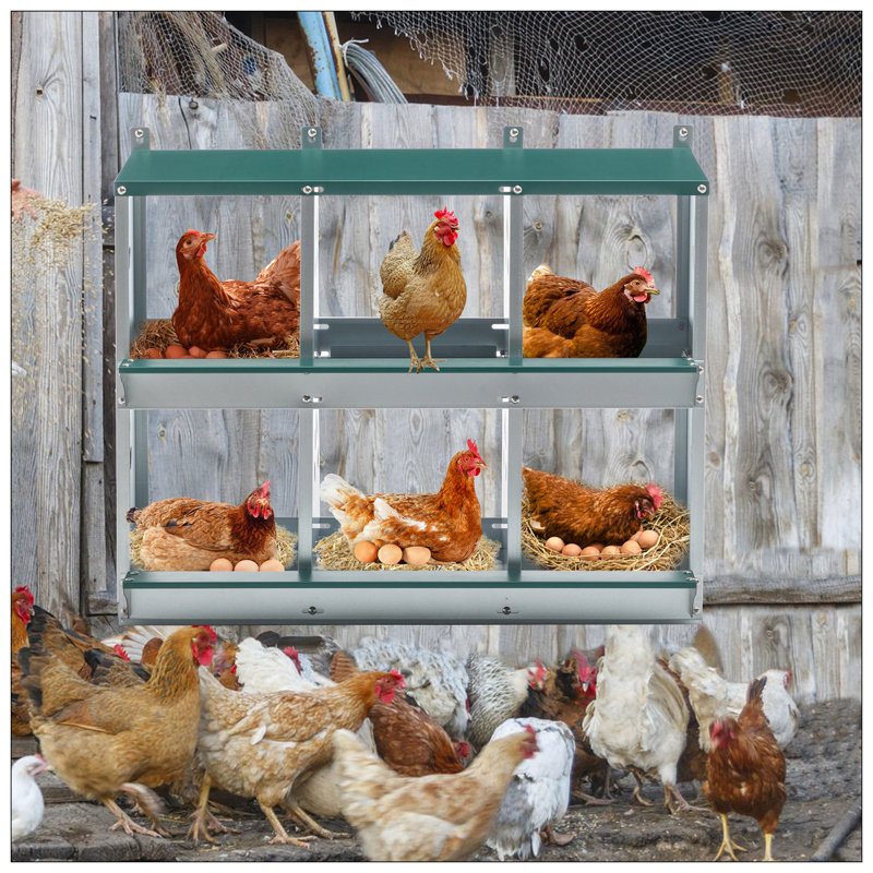 Boîte de nidification de poulet en acier galvanisé durable, 6 pièces pour une collecte facile des œufs et une utilisation durable