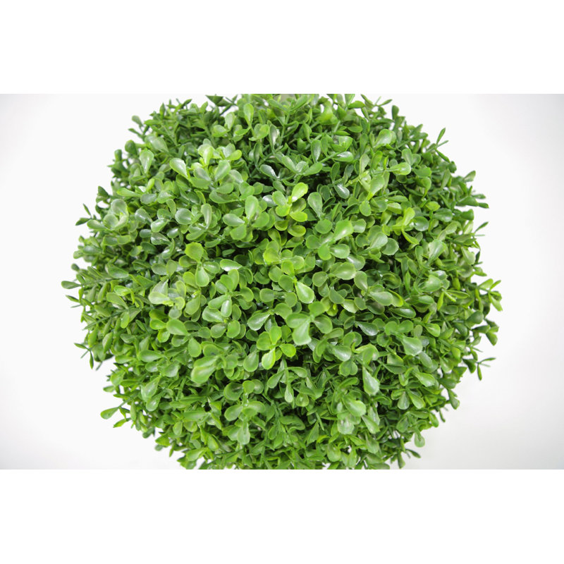 120cm Boxwood Topiary in Pot