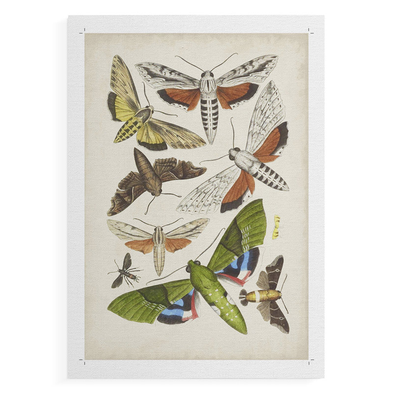 Papillons antiques II - impression sur toile seulement - non encadrée, H 27 po x l 18 po