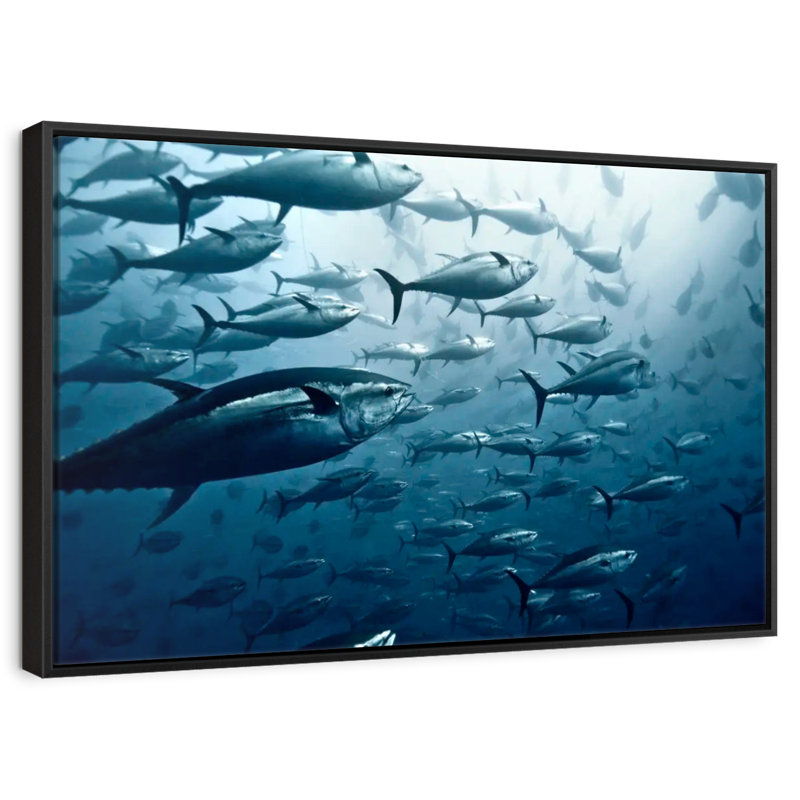 School Of Tuna, Floating Frame Black, 13" X 9"