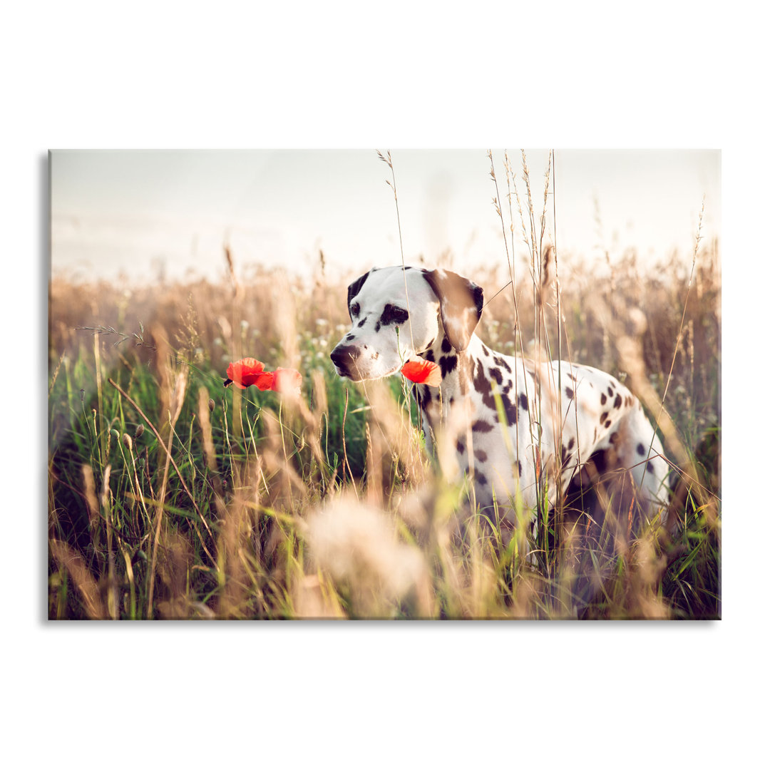 Glasbild Neugieriger Hund im Feld