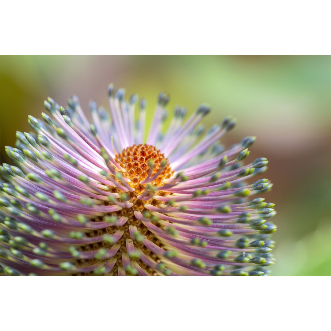 Banksia Blüte