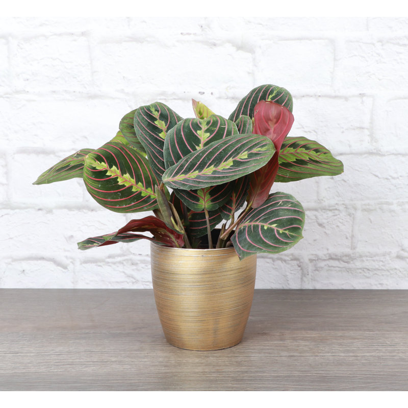 Live Red Prayer Plant in Classic Pot, Gold