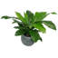 60cm Faux Fern Plant in Pot Liner-1309756224