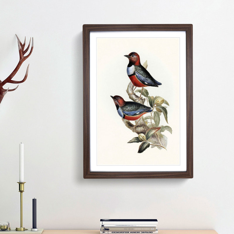 Macklots Pitta Birds by Elizabeth Gould - Framed Print, 65cm H x 48cm W x 2cm D, Walnut Framed