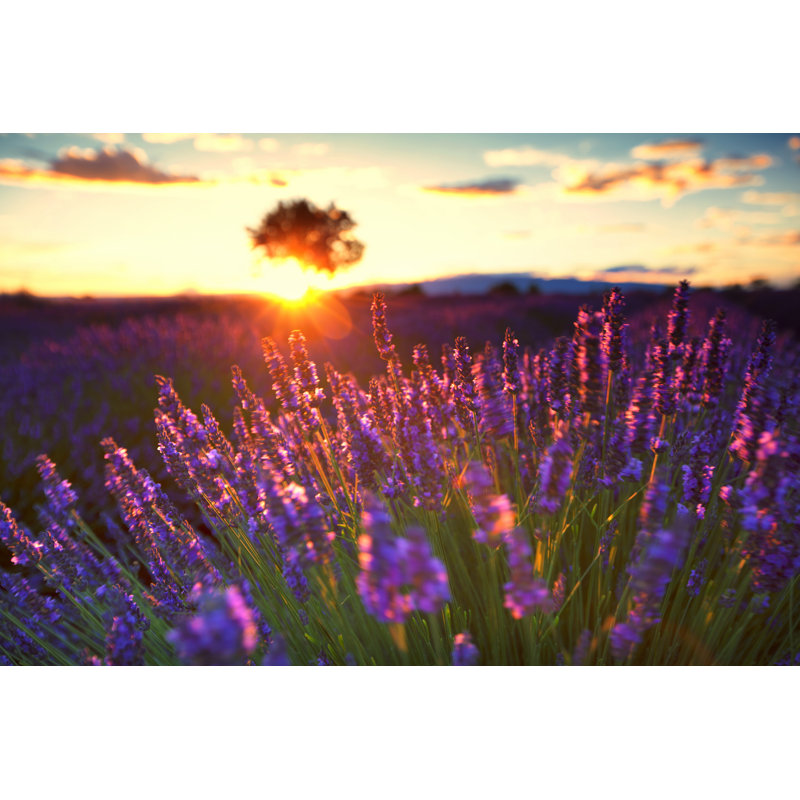 Lavande en Provence au coucher du soleil par Nicolamargaret, H 32 po x l 48 po