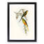 Orange-Bellied Grass-Parakeets by Elizabeth Gould - Picture Frame Painting Print-55581331-55581332