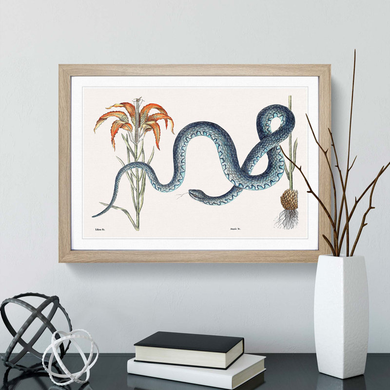 Blue Wampum Snake by Mark Catesby - Picture Frame Painting Print, Oak Framed, 27cm H x 36cm W x 2cm D