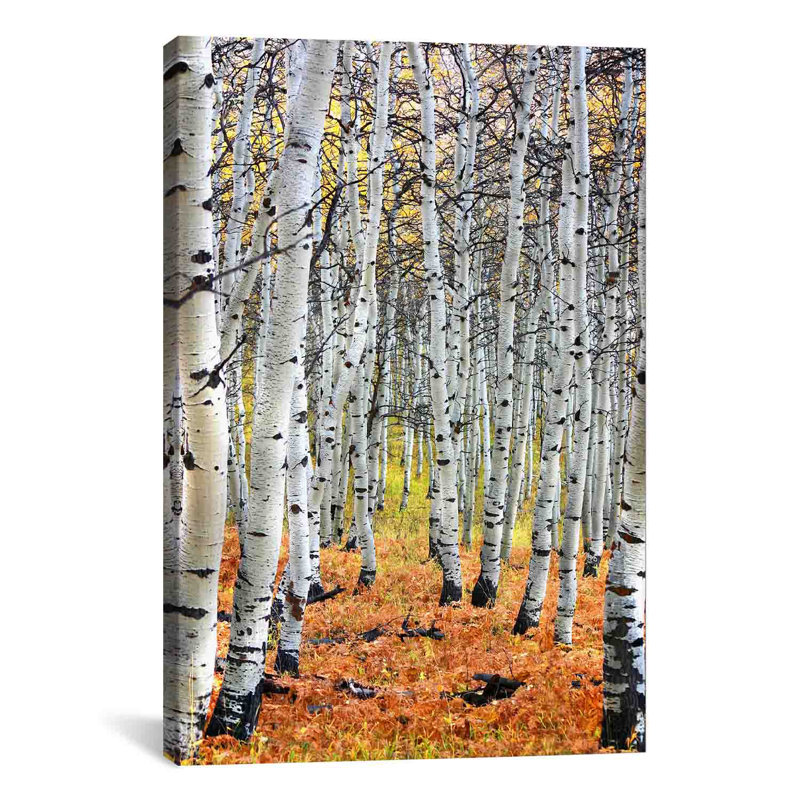 « Autumn in Aspen », reproduction de photo, H 60 po x l 40po x P 1,5 po, Toile