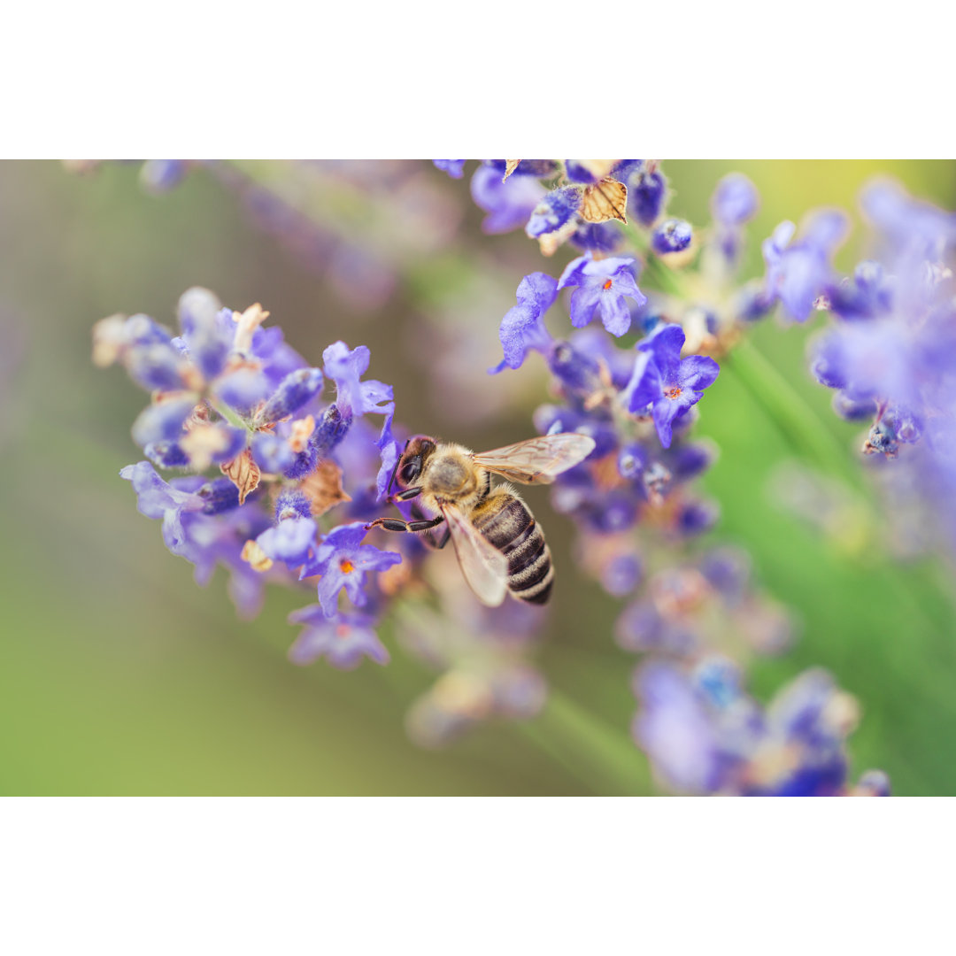 Wild Bee On Lavender - Kunstdrucke auf Leinwand