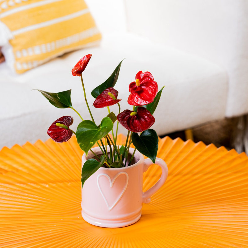 Anthurium Plant in Planter