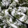 Dazzle Green/White Disa Vintage Medallion Soft Rug