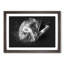 Koala Bear Resting in a Tree - Framed Print-56842237-56842240