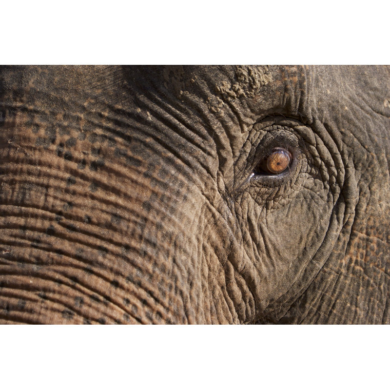 Elephant Eye by Dimasu - Wrapped Canvas Print, 20cm H x 30cm W