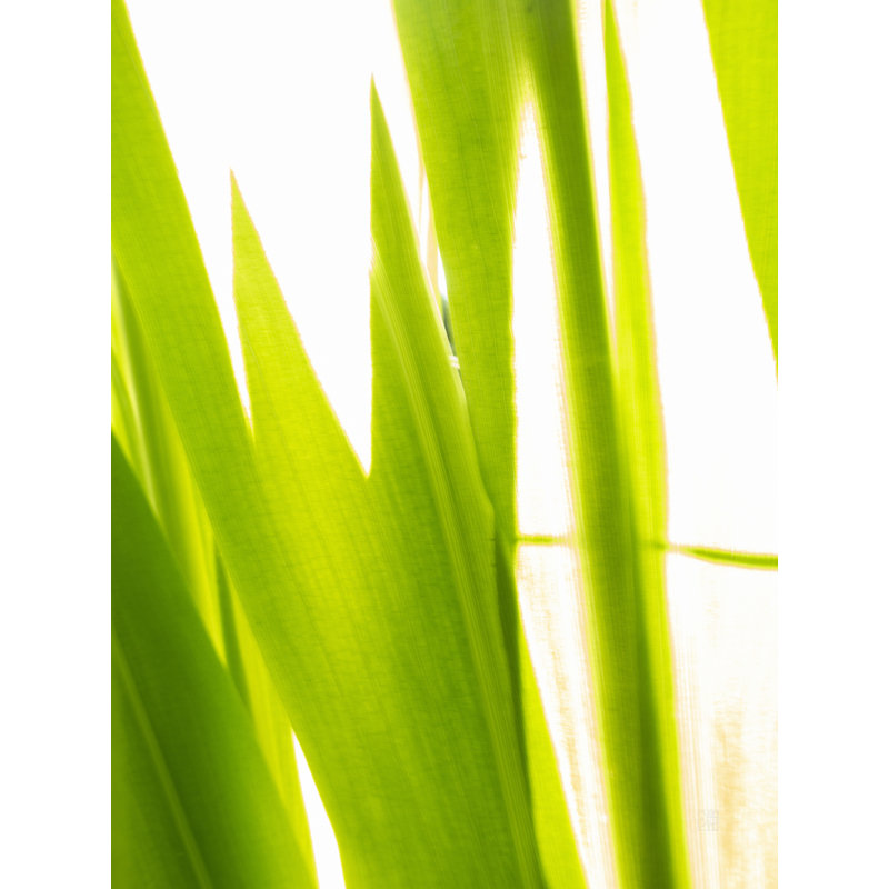 Sunkissed _ 3596 Print by Petra Trimmel, Black Framed Paper, 21.2" H x 17.2" W