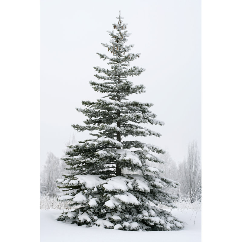 A Fir Tree Covered In Snow Outside by Viorika - No Frame Print on Canvas, 30cm H x 20cm W