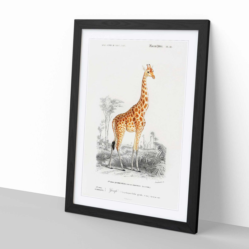 Giraffe by Charles D'Orbigny - Picture Frame Painting Print, 65cm H x 48cm W x 2cm D, Black Framed