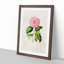 Pretty Pink Camellia Flower Illustration - Framed Print-55616583-55616580