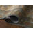 Rifle Paper Company x Loloi Edinburgh Tan / Olive  Area Rug-129439527-126257981
