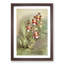Magnolia Flowers Illustration Tab. 49 by Frederick Sander - Picture Frame Painting Print-55759021-55759023