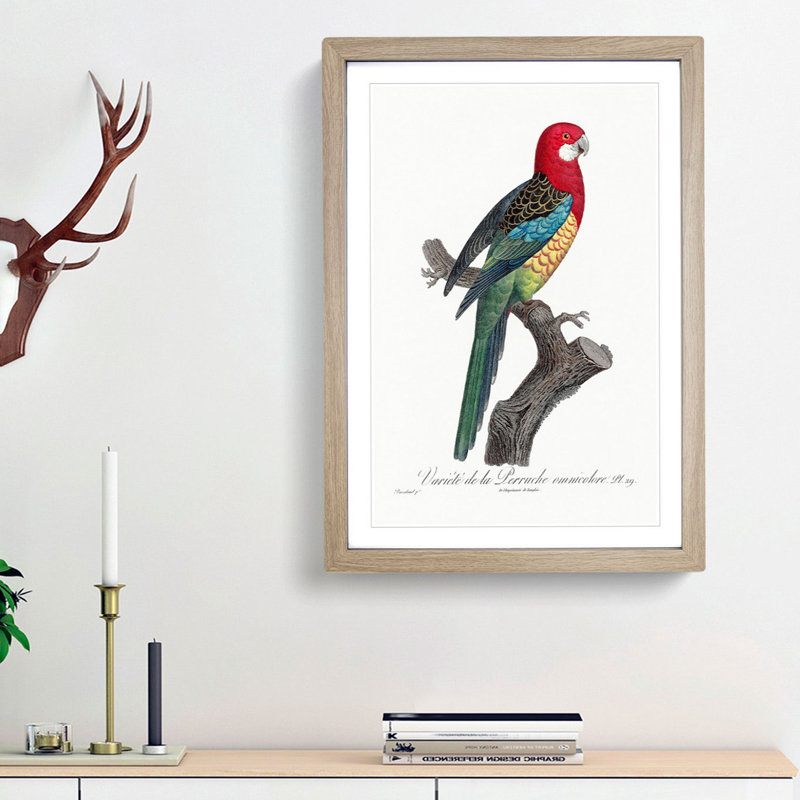 A Eastern Rosella Parrot by F. Levaillant - Framed Print, 33cm H x 24cm W x 2cm D, Oak Framed