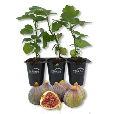 Celeste Fig Tree - 3 Live Starter Plants in Grower's Liners - Ficus Carica - Edible Fruit Tree for the Patio and Garden