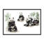 Pandas-52152827-52152824