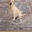 Kuhlman Oriental Machine Washable Rust/Orange Area Rug-1519881480