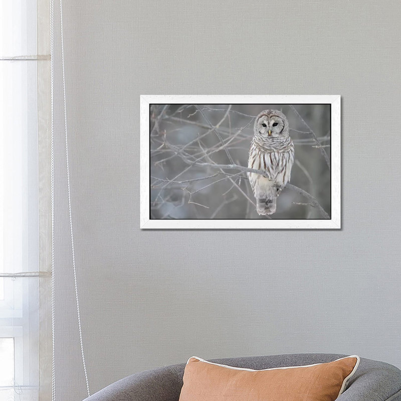 Barred Owl On Branches - Floater Frame Print on Canvas, 66.04 cm H x 45.72 cm W, White Framed