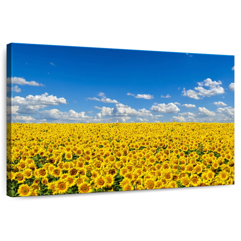 Grand champ de tournesols Alvord, H 20 po x l 30 po