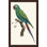 Perched Parrot 6 Painting