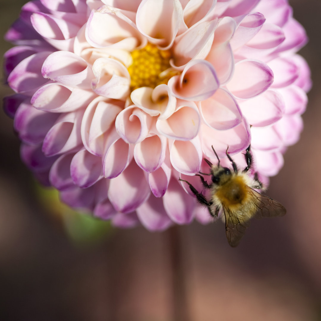 Bienen bestäuben Dahlien - Kunstdrucke auf Leinwand