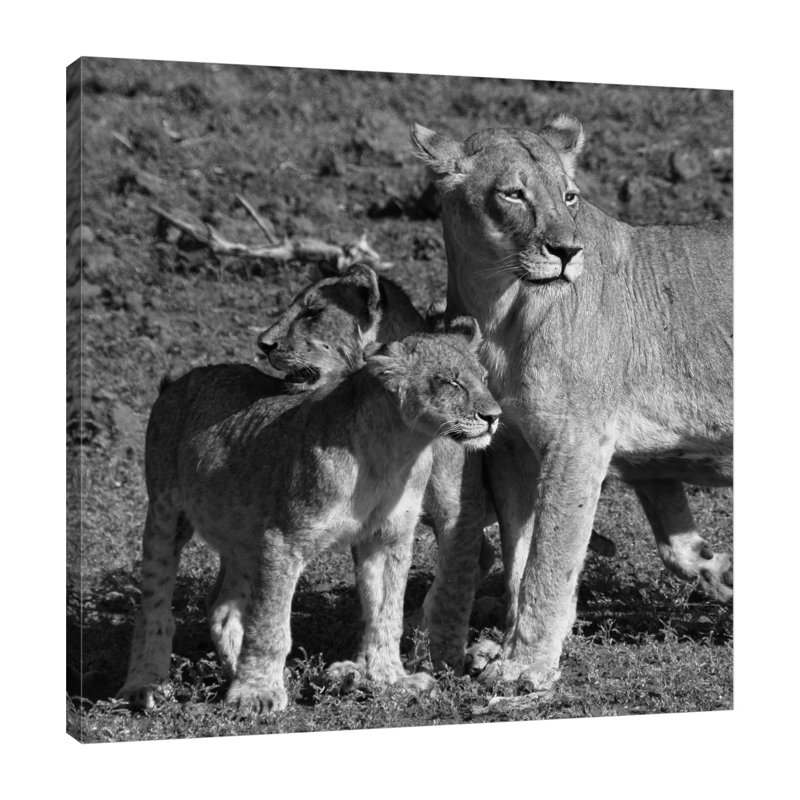 «Lioness And Cubs», toile tendue par Aledanda, H 12 po x l 12 po x P 1,5 po