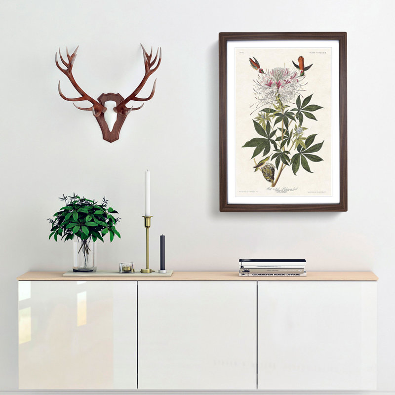 Ruff-Necked Hummingbirds by John James Audubon - Picture Frame Graphic Art Print, 60cm H x 40cm W x 2cm D, Walnut