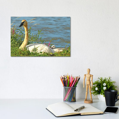 Trumpeter Swan And Cygnet by Brian Wolf - Wrapped Canvas Print