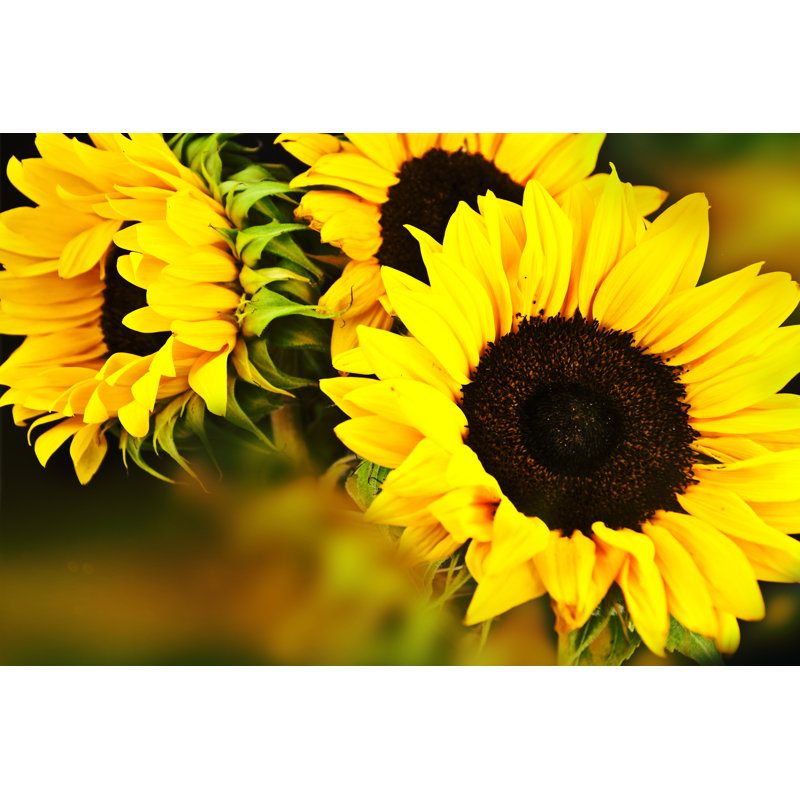 Tournesols - Photographie sur toile tendue, H 24 po x l 36 po