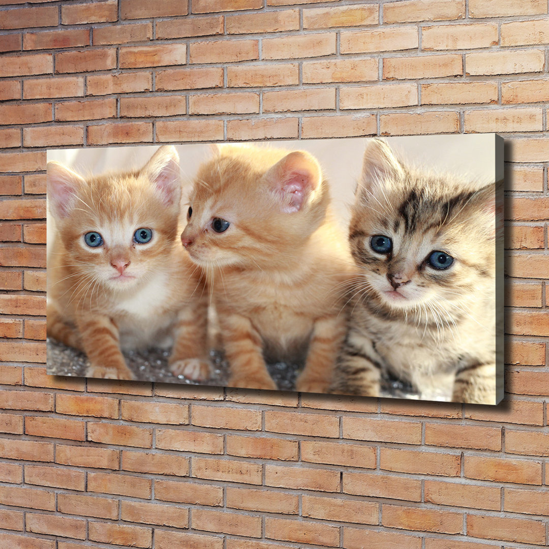 Kleine Katzen - Ungerahmte Kunstdrucke auf Leinwand