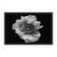 Nature Inspired Poppy in Mono by  - Picture Frame Photograph on Paper-81388141-131284592-131291963