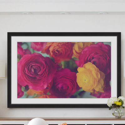 " Ranunculus Fuchsia "