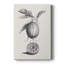 Antique citrons et oranges I - peinture sur toile tendue-1285167786