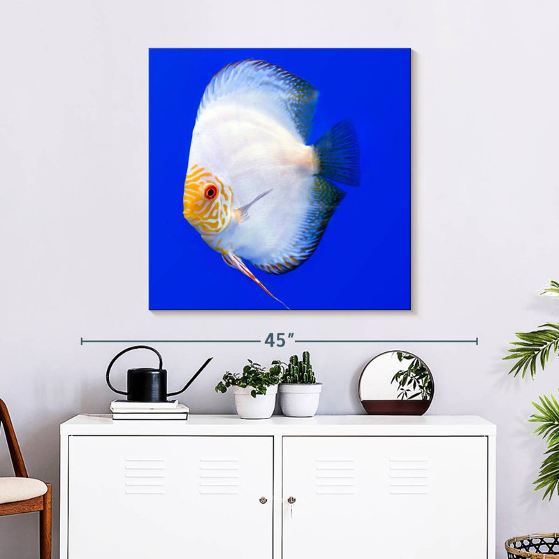 Brampt Pompadour Discus Fish, 30" H x 30" W