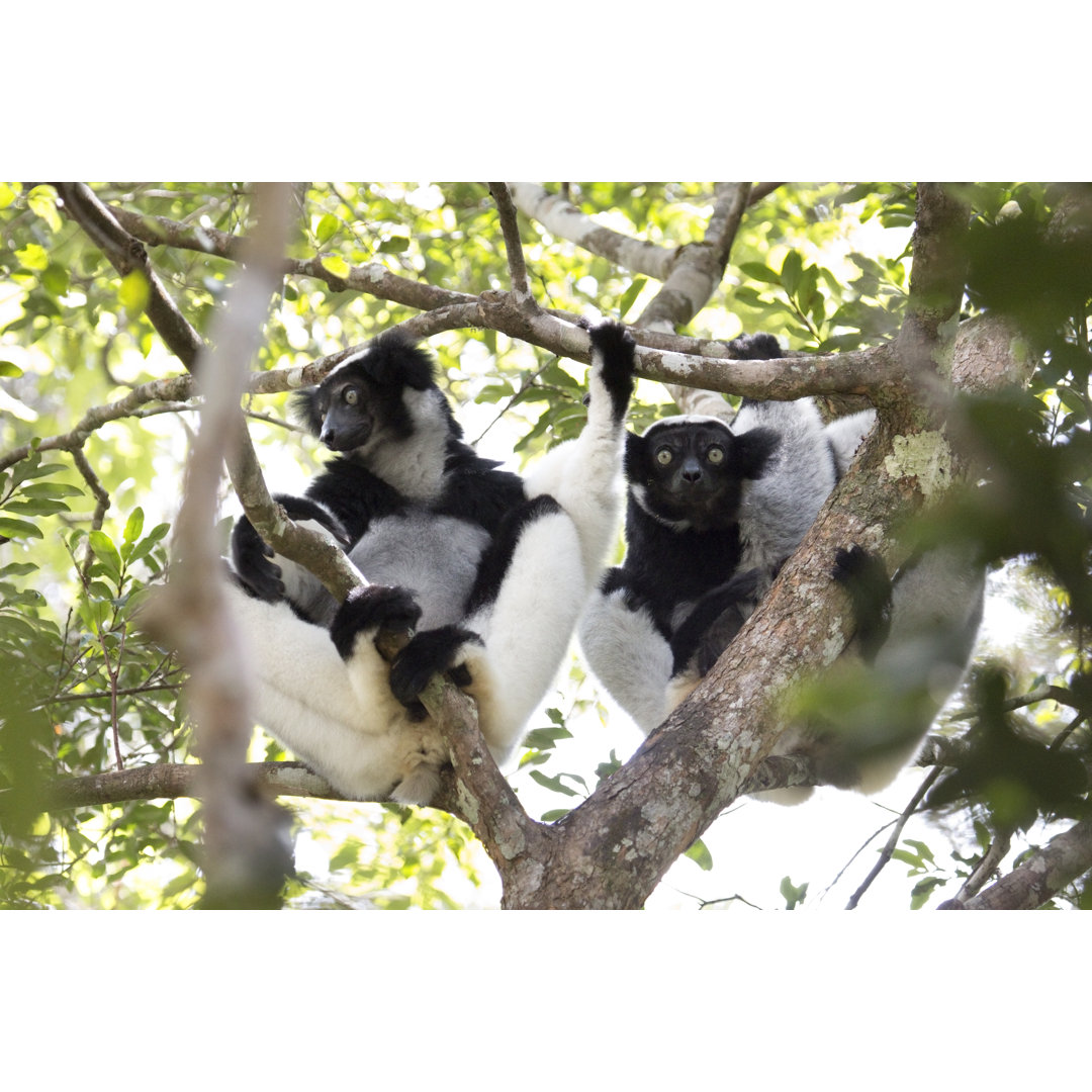 Wild Madagaskar Indri Pair Regenwald Canopy Perinet Andasibe National Park von Milehightraveler - No Frame Kunstdrucke a...