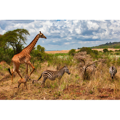 Mother Zebra And Her Baby - Wrapped Canvas Print