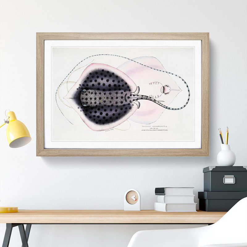 Stingray Illustration by John Edward Gray - Picture Frame Graphic Art Print, 48cm H x 65cm W x 2cm D, Oak Framed